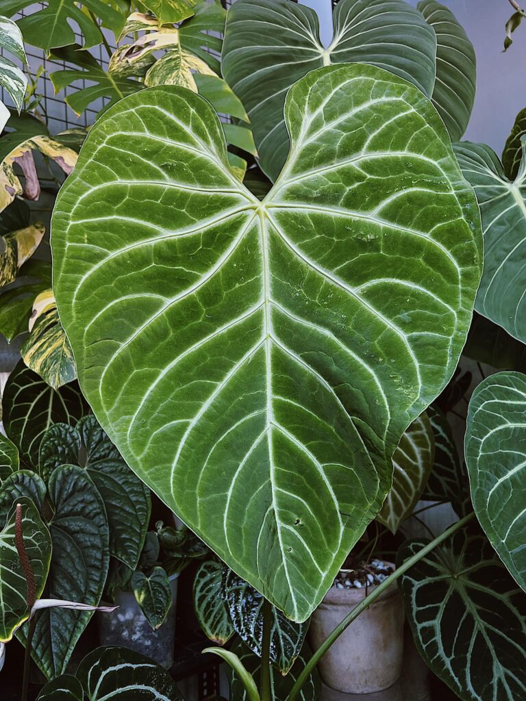 Anthurium Regale - OnlyPlants VN