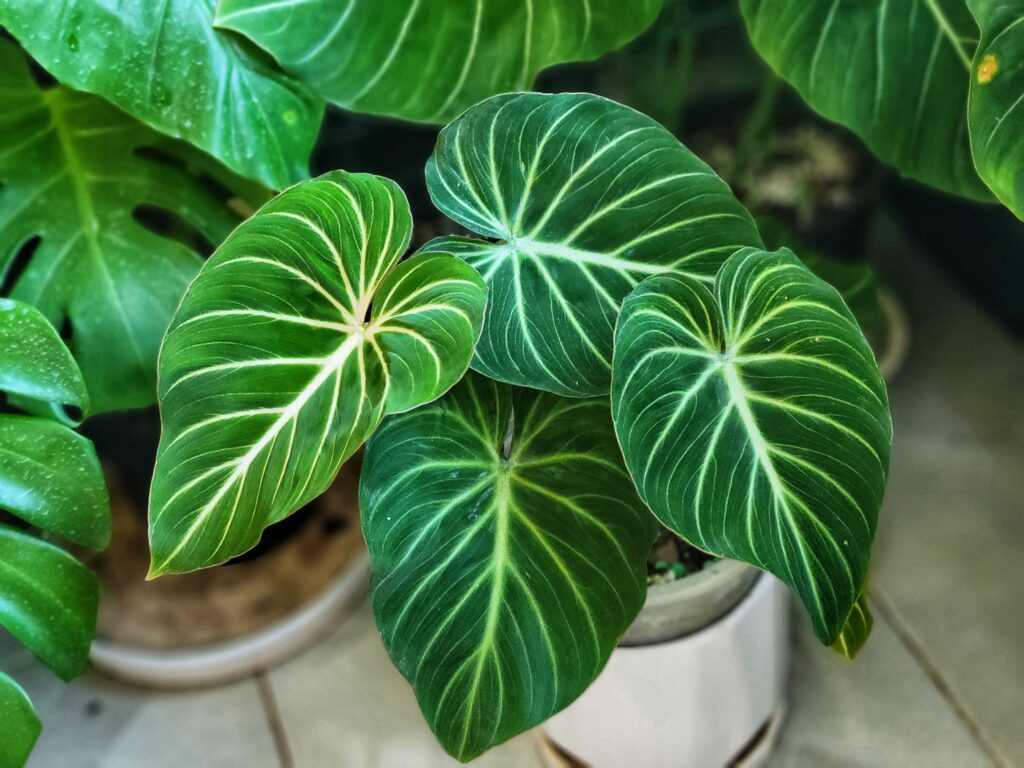 Philodendron Gloriosum - OnlyPlants VN