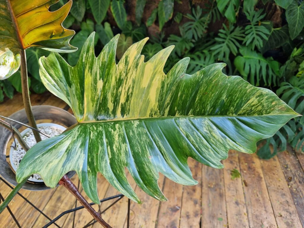 Philodendron Caramel Marble - OnlyPlants VN