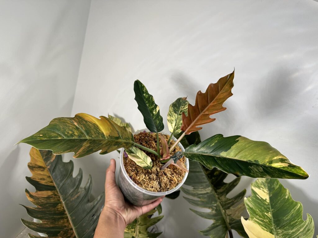 Philodendron Caramel Marble - OnlyPlants VN