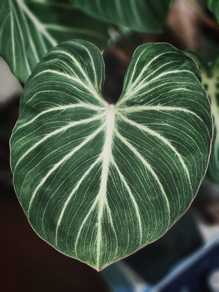 Philodendron Gloriosum - OnlyPlants VN