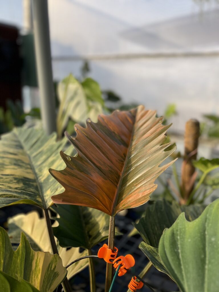 Philodendron Caramel Marble - OnlyPlants VN