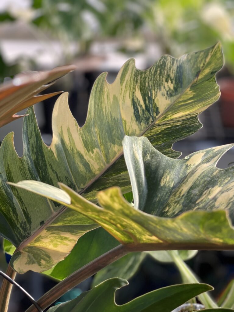 Philodendron Caramel Marble - OnlyPlants VN