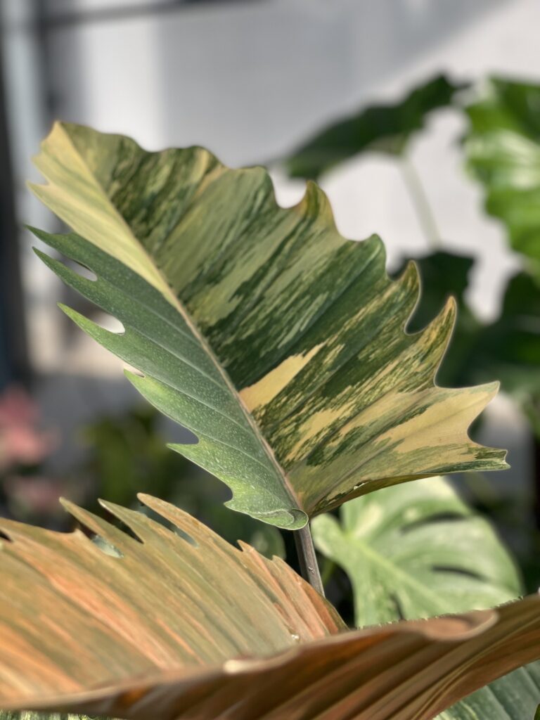 Philodendron Caramel Marble - OnlyPlants VN