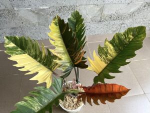 Philodendron Caramel Marble - OnlyPlants VN