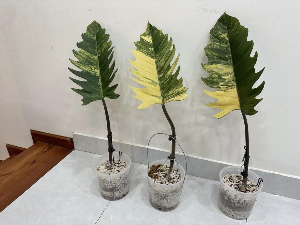 If you're interested in propagating your Philodendron Caramel Marble, stem cuttings are a straightforward and effective method, best done during the spring when growing conditions are favorable - OnlyPlants VN