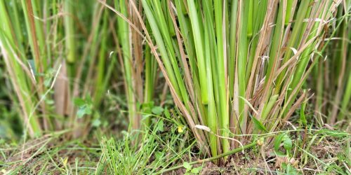 Cỏ Vetiver là một loại cây có dạng thân cọng và mọc thành bụi dày đặc - OnlyPlants VN