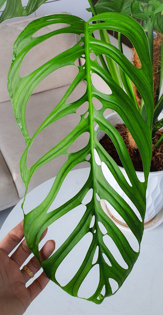 Monstera Esqueleto - OnlyPlants VN