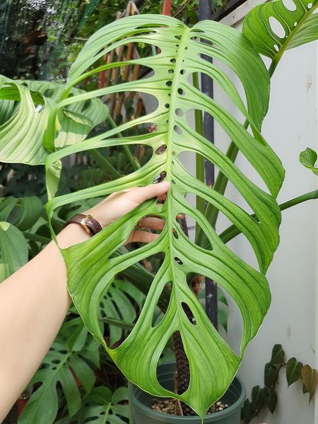 Monstera Esqueleto - OnlyPlants VN