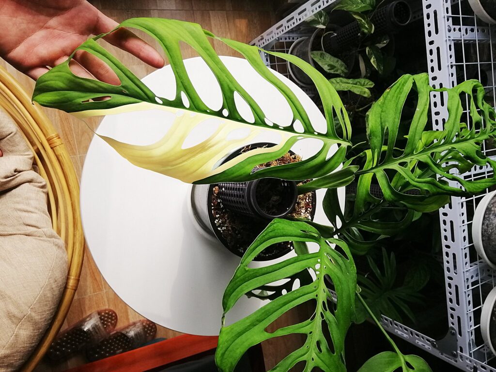 Monstera Esqueleto - OnlyPlants VN