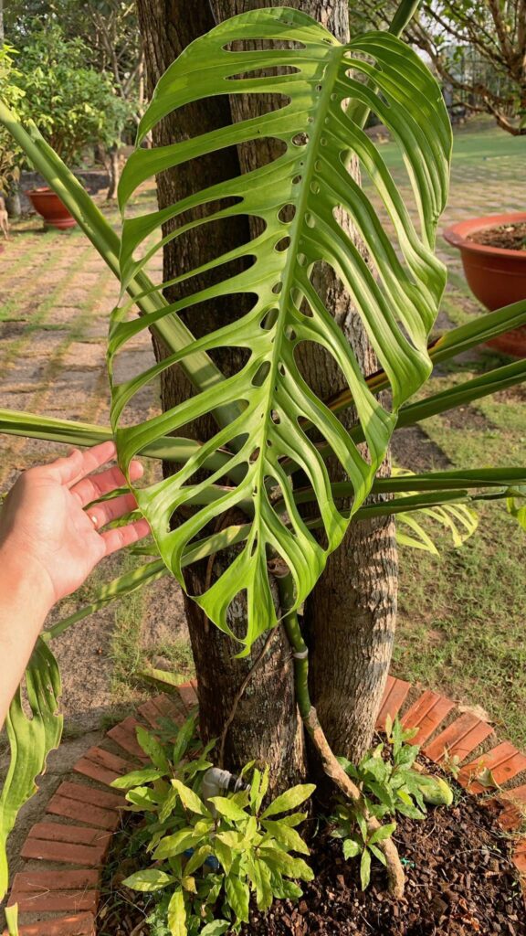 Monstera Esqueleto - OnlyPlants VN