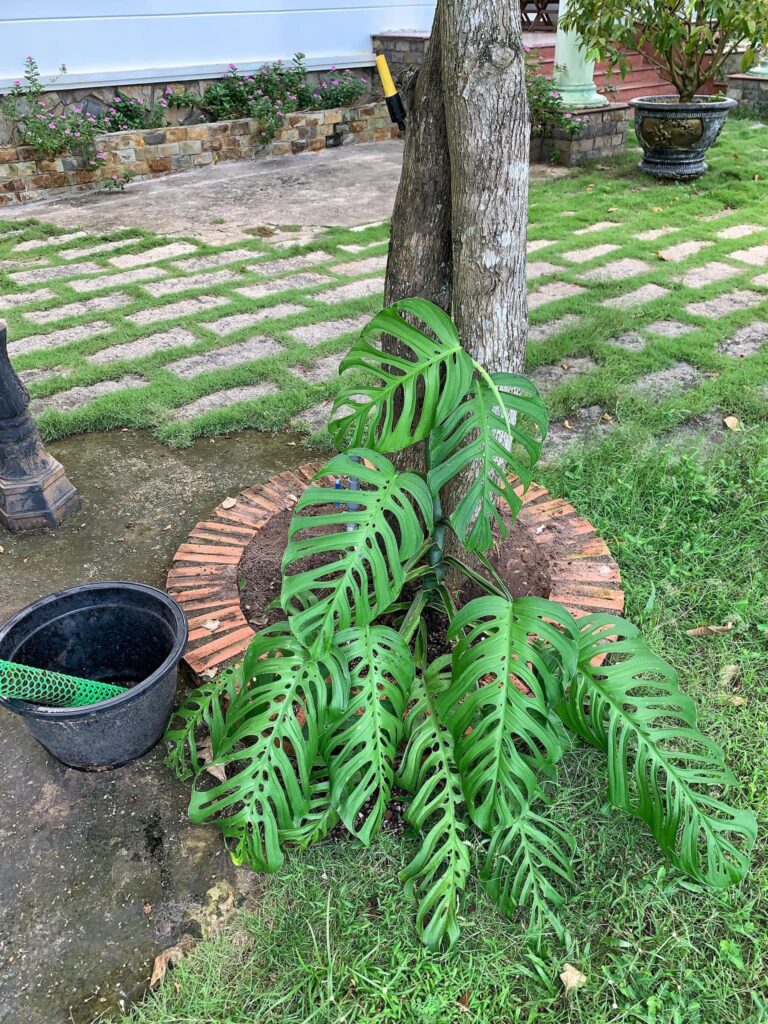 Monstera Esqueleto - OnlyPlants VN