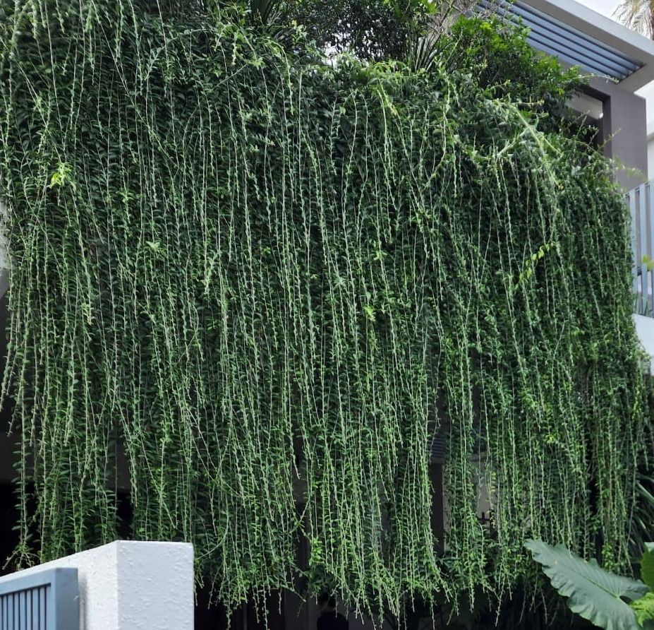 Phương pháp giâm cành là một trong những cách phổ biến để nhân giống cây cúc tần Ấn Độ mà các nhà vườn thường sử dụng - OnlyPlants VN
