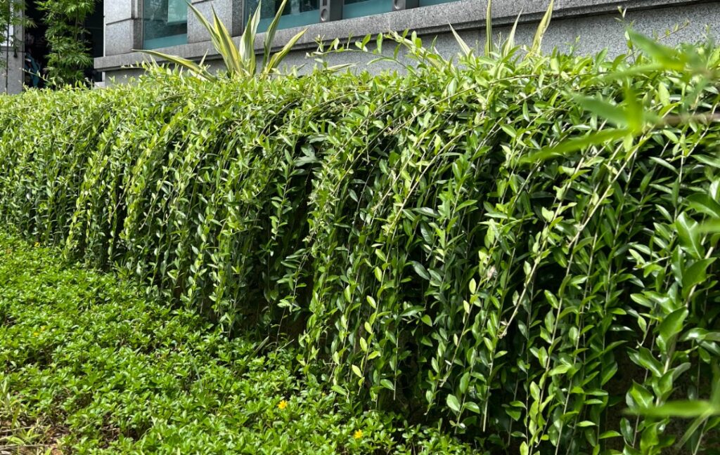 Cúc tần Ấn Độ, hay còn được biết đến với tên khoa học Vernonia Elliptica DC và tên tiếng Anh là "Curtain creeper" - OnlyPlants VN