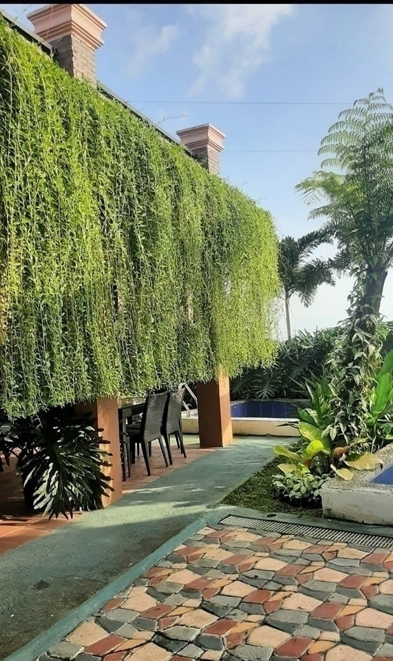 Cây cúc tần Ấn Độ thường được trồng tại các quán ăn, quán cà phê, khu du lịch vì sự dễ chăm sóc và vẻ đẹp mà chúng mang lại - OnlyPlants VN