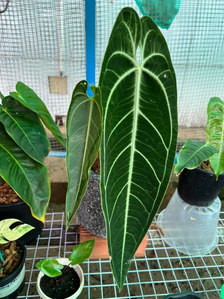 The Anthurium Warocqueanum comes in two forms: the “Dark Form” with darker leaves and the “Light Form” with lighter green leaves - OnlyPlants VN