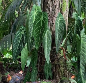 The Anthurium Warocqueanum, commonly known as the Queen Anthurium - OnlyPlants VN