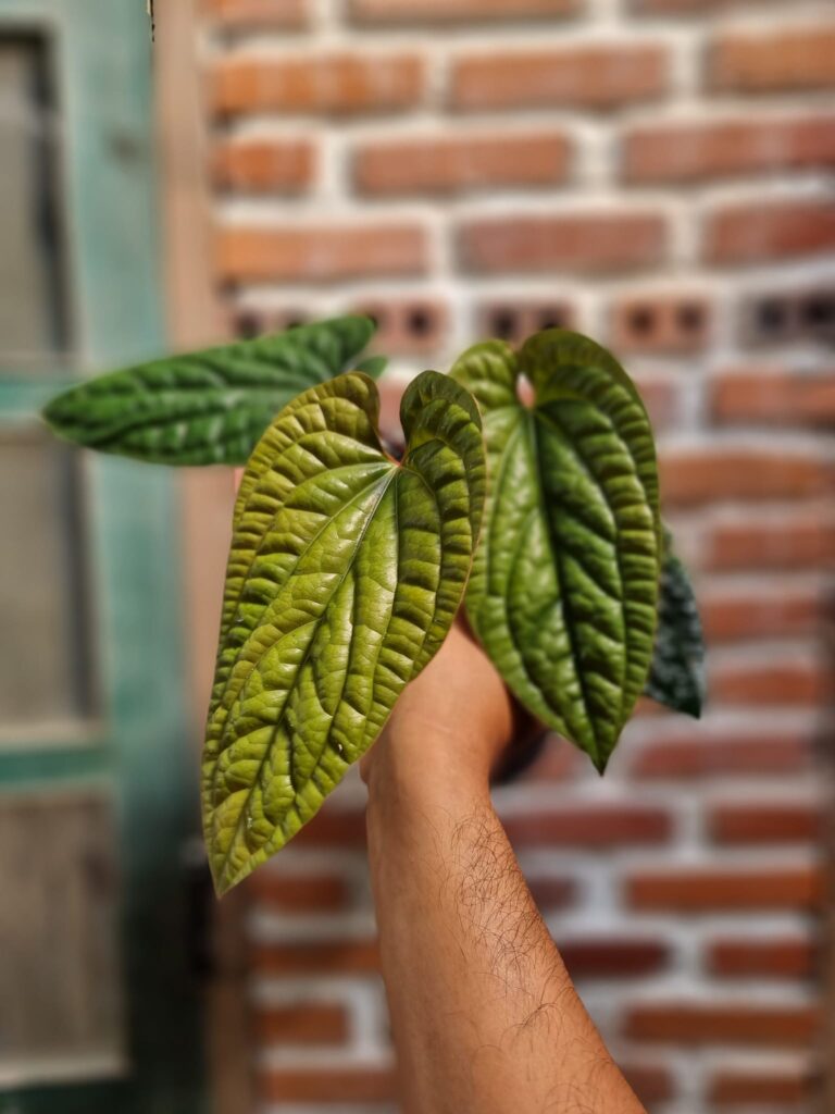 Anthurium Radicans - OnlyPlants VN