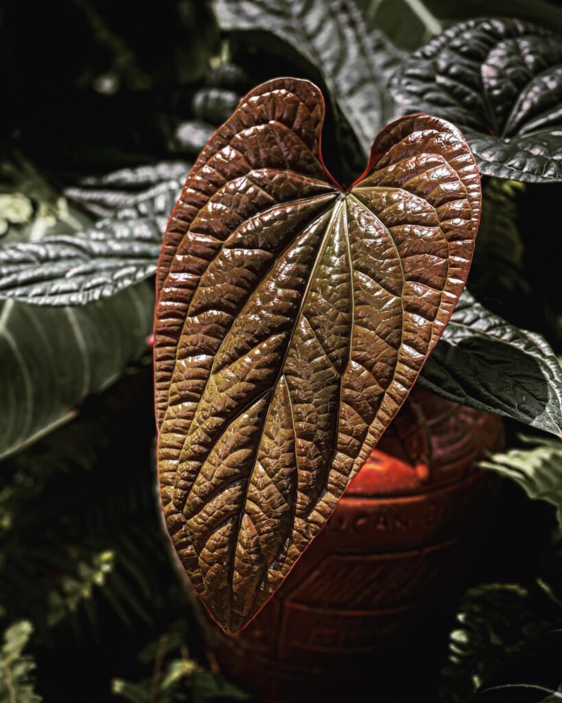 Anthurium Radicans - OnlyPlants VN