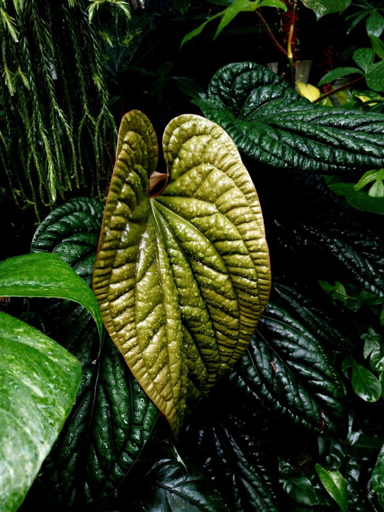 Anthurium Radicans - OnlyPlants VN