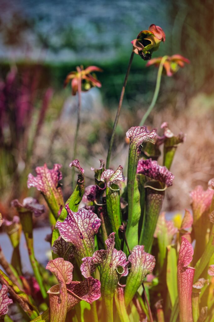 Sarracenia là một chi cây ăn thịt đặc biệt thuộc họ Sarraceniaceae, thường được gọi với cái tên cây hố bẫy - OnlyPlants VN