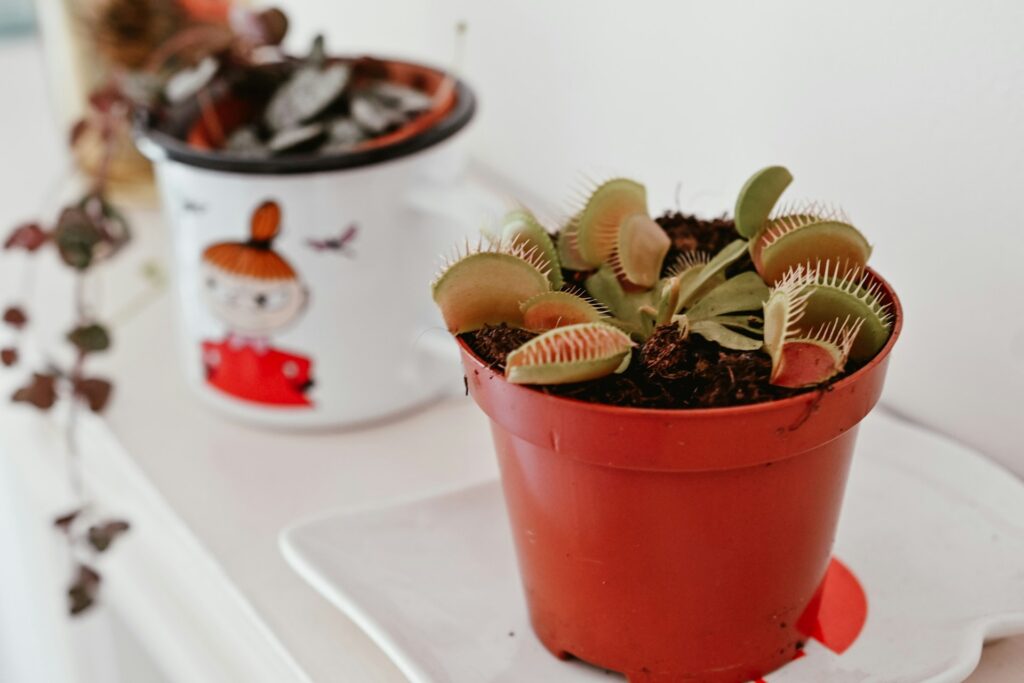 Cây bắt ruồi (Venus Flytrap) là một loài cây độc đáo và đầy thú vị, không chỉ bởi khả năng săn mồi mà còn bởi vẻ đẹp và lợi ích mà chúng mang lại cho không gian sống - OnlyPlants VN