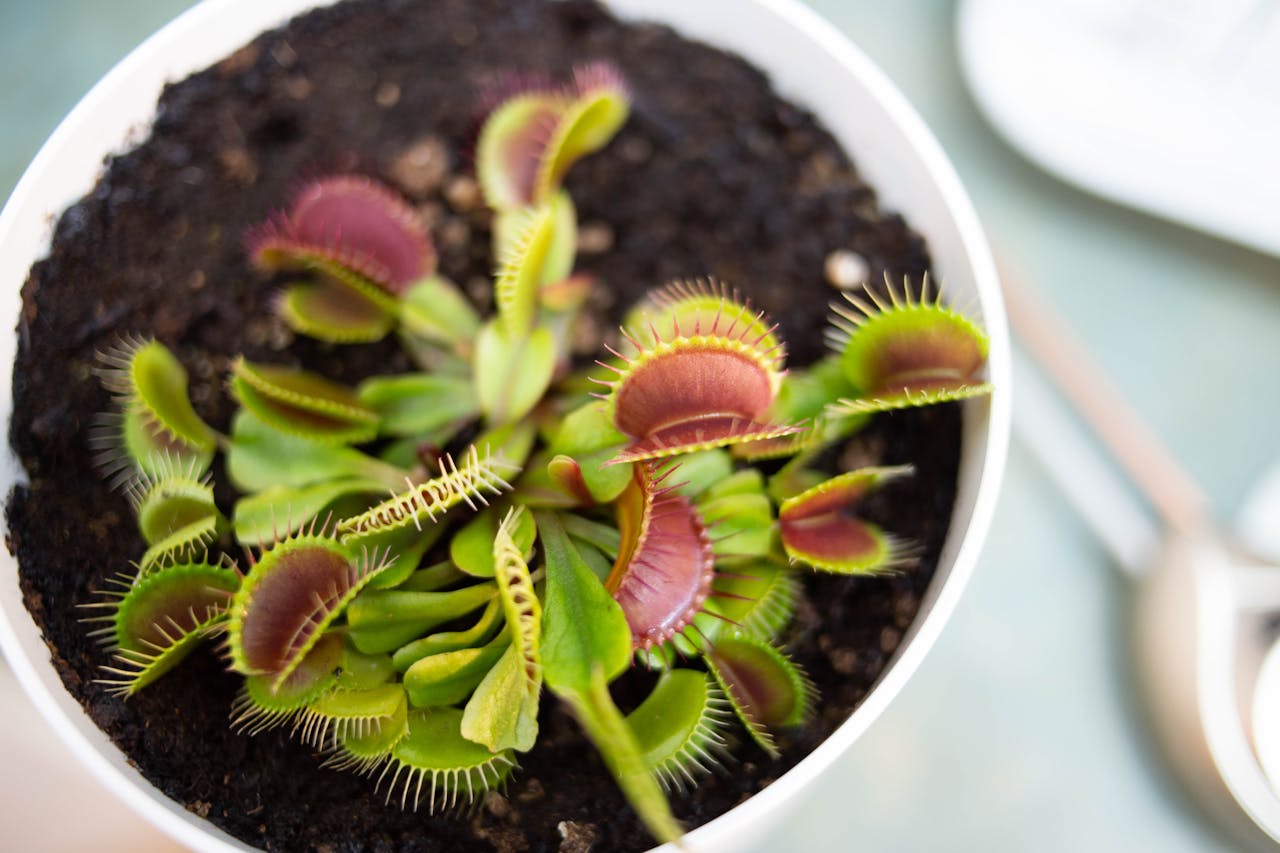 Cây bắt ruồi (Venus Flytrap) là một trong những loài cây ăn thịt nổi tiếng nhất, không chỉ bởi vẻ ngoài độc đáo mà còn bởi khả năng bắt và tiêu hóa côn trùng - OnlyPlants VN