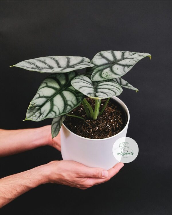 Alocasia Silver Dragon phát triển tốt dưới ánh sáng gián tiếp, mức độ ánh sáng xuyên qua khoảng 70-80% - OnlyPlants VN