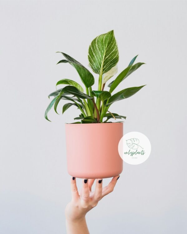 Tại OnlyPlants VN, bạn có thể tìm thấy cây đế vương kim cương trồng sẵn trong các mẫu chậu đa dạng, phù hợp với nhiều kích thước khác nhau