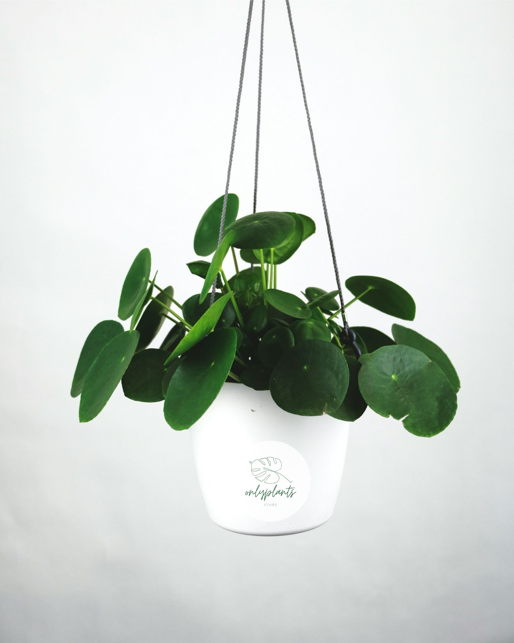 Cây cỏ gương (Pilea Peperomioides) là một trong những loài cây cảnh phổ biến nhất hiện nay, thuộc họ Urticaceae và có nguồn gốc từ Trung Quốc - OnlyPlants VN