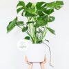 Monstera Borsigiana có sức hút không kém cạnh so với Monstera Deliciosa - OnlyPlants VN