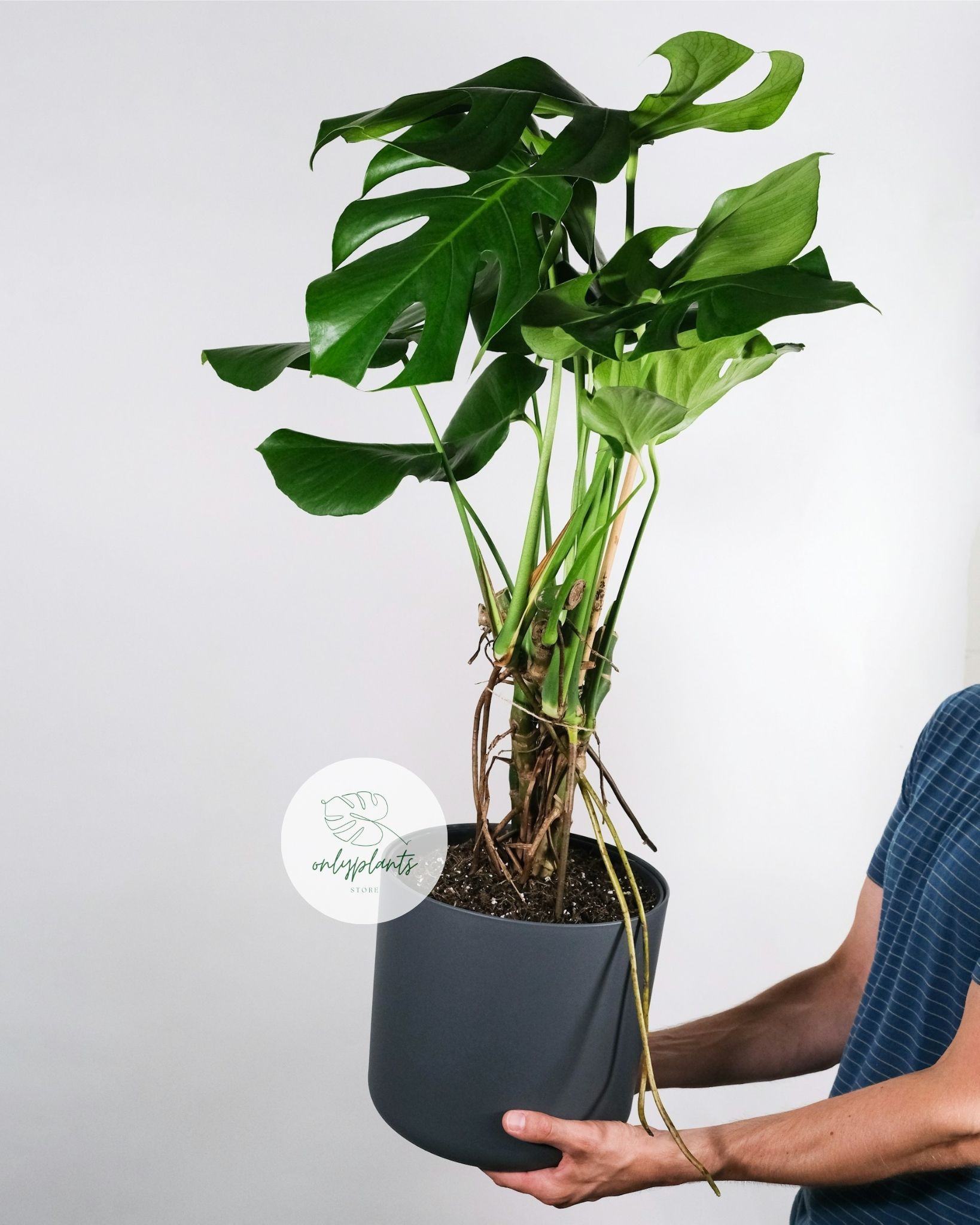 Monstera borsigiana: Lá nhỏ hơn, thường chỉ dài khoảng 50 cm trong môi trường tự nhiên - OnlyPlants VN