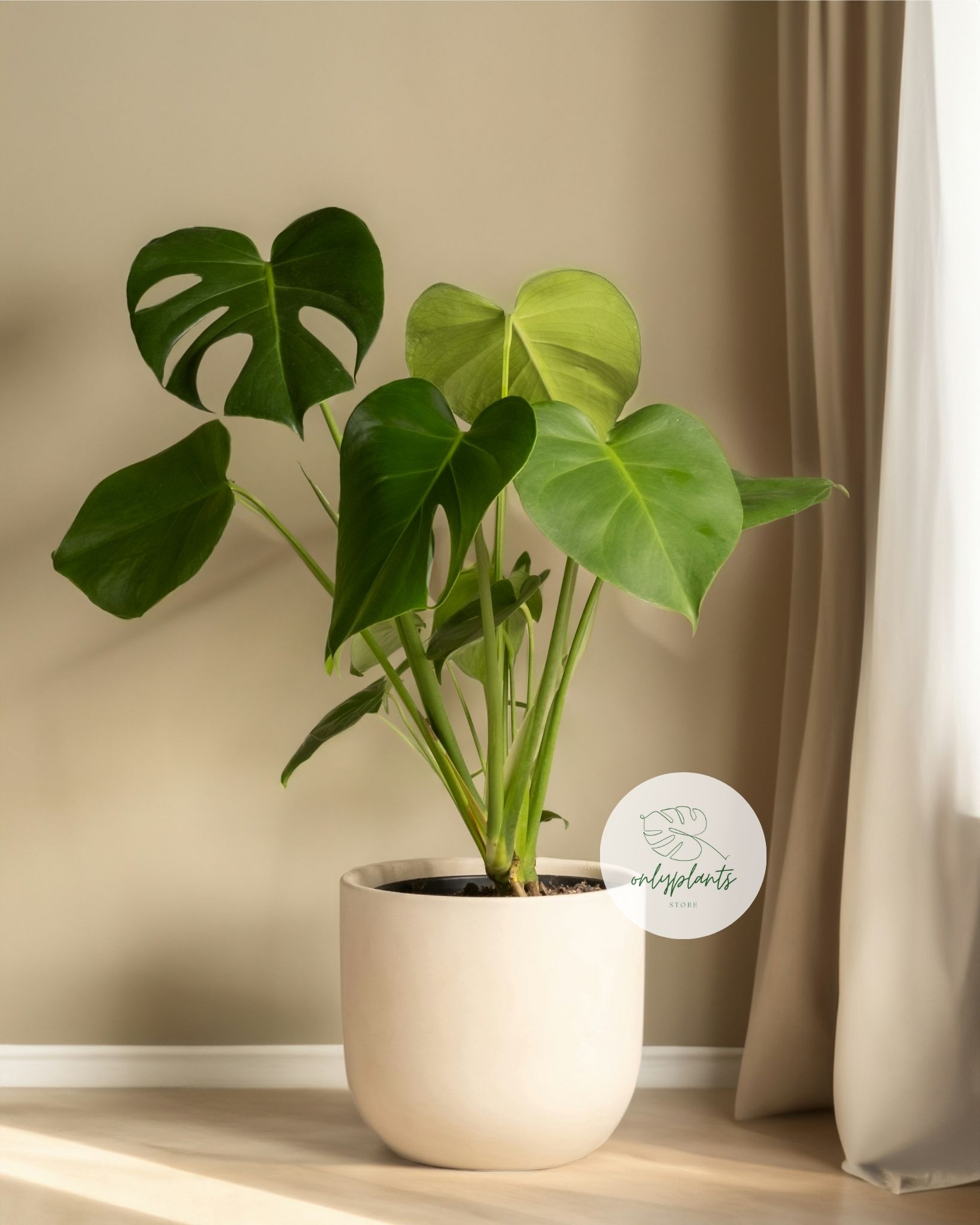 Monstera Borsigiana: Có xu hướng phát triển theo chiều dọc, với thân cây thon gọn và dài - OnlyPlants VN