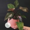 Cây công chúa hồng (Philodendron erubescens ‘Pink Princess’) rực rỡ và hiếm có là ước mơ của nhiều người yêu cây cảnh, và điều này hoàn toàn có lý do. Với những chiếc lá hình trái tim màu xanh đậm xen kẽ với sắc hồng nổi bật, Philodendron Pink Princess thực sự là một loại cây độc đáo trong thế giới thực vật - OnlyPlants VN