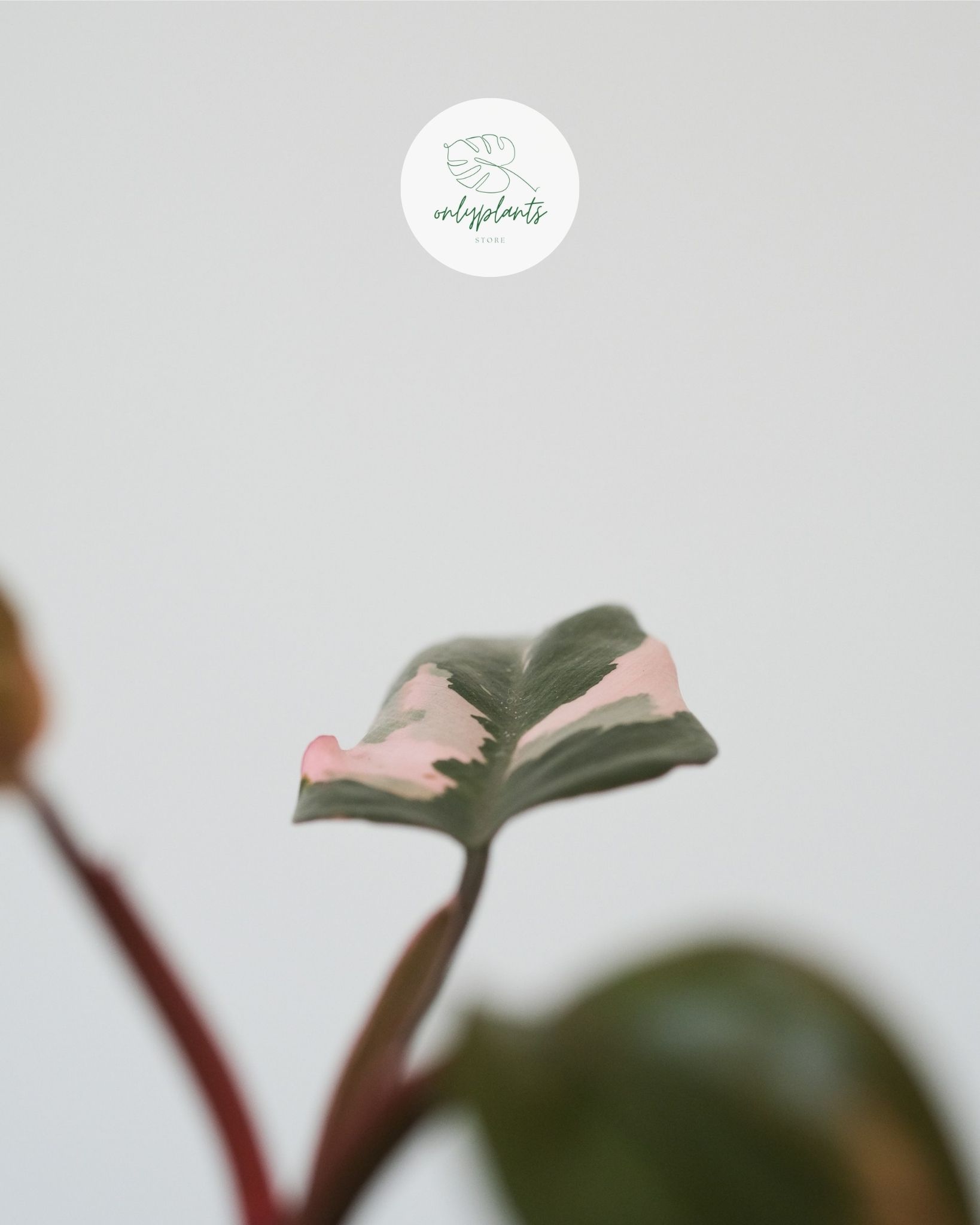 Có nguồn gốc từ Colombia, Philodendron Pink Princess là một loài thuộc họ ráy nhiệt đới - OnlyPlants VN