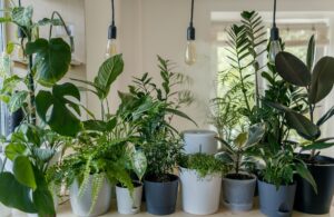 Dưới đây là hướng dẫn chăm sóc cây trong nhà chi tiết và dễ thực hiện - OnlyPlants VN