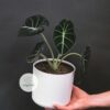 Alocasia Black Velvet, hay còn được biết đến với tên gọi 'môn nhung đen', là một loài cây mang vẻ đẹp độc đáo, kiêu sa nhưng cũng không kém phần mạnh mẽ - OnlyPlants VN