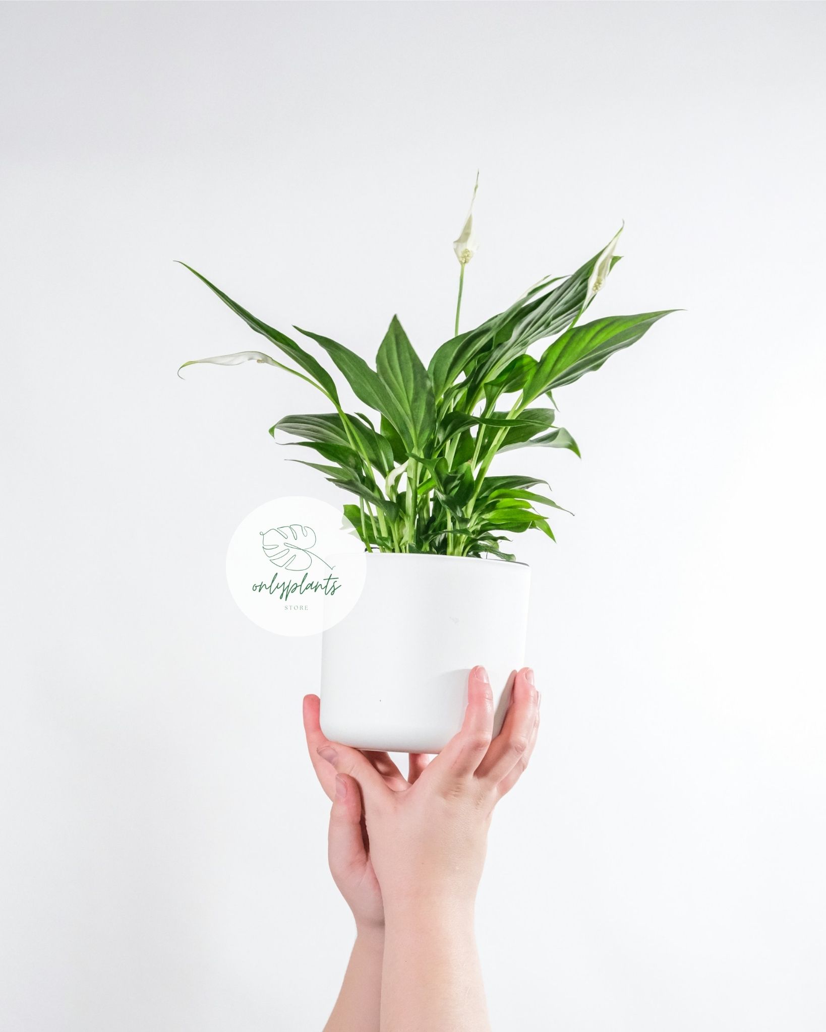 Cây Lan Ý - Peace Lily, biểu trưng cho sự thuần khiết và thanh cao, là một trong những loài cây được ưa chuộng trong trang trí nội và ngoại thất - OnlyPlants VN