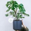 Monstera Albo là một biến thể độc đáo của loài cây Monstera Borsigiana, một loại cây kiểng lá thường được ưa chuộng bởi vẻ đẹp và sự dễ dàng trong việc chăm sóc - OnlyPlants VN