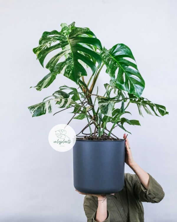 Monstera Albo là một biến thể độc đáo của loài cây Monstera Borsigiana, một loại cây kiểng lá thường được ưa chuộng bởi vẻ đẹp và sự dễ dàng trong việc chăm sóc - OnlyPlants VN