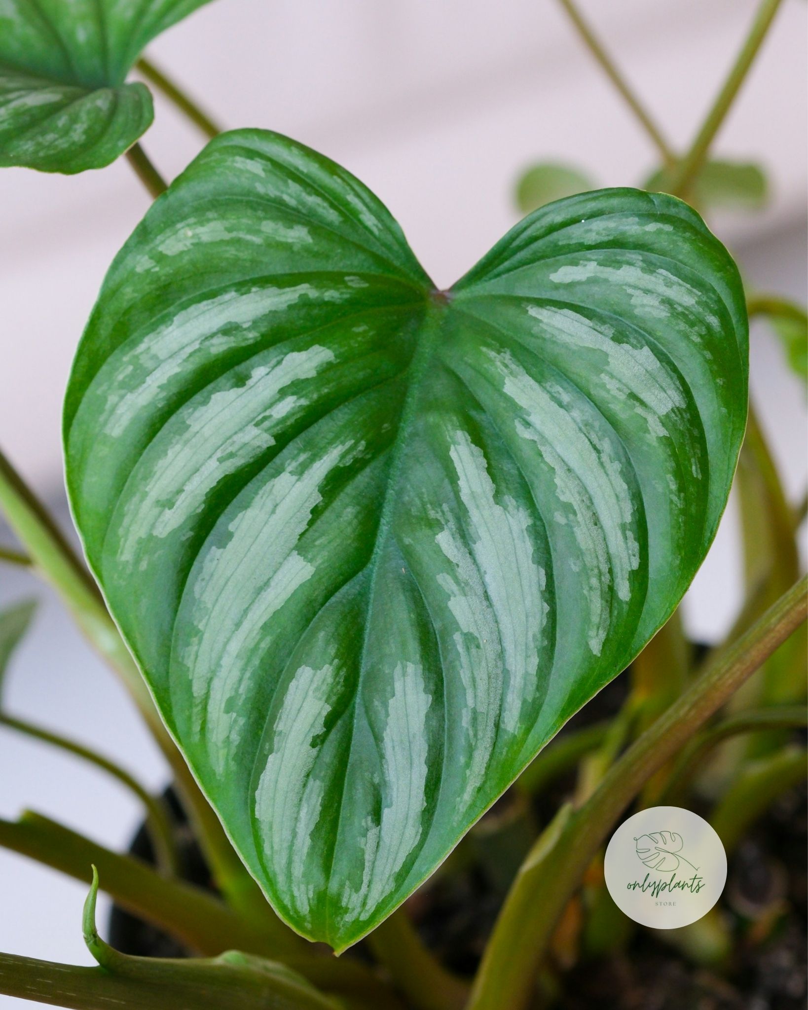 Philodendron Mamei có lá lớn hình trái tim, với các mảng màu bạc nổi bật và các đường gân sâu - OnlyPlants VN