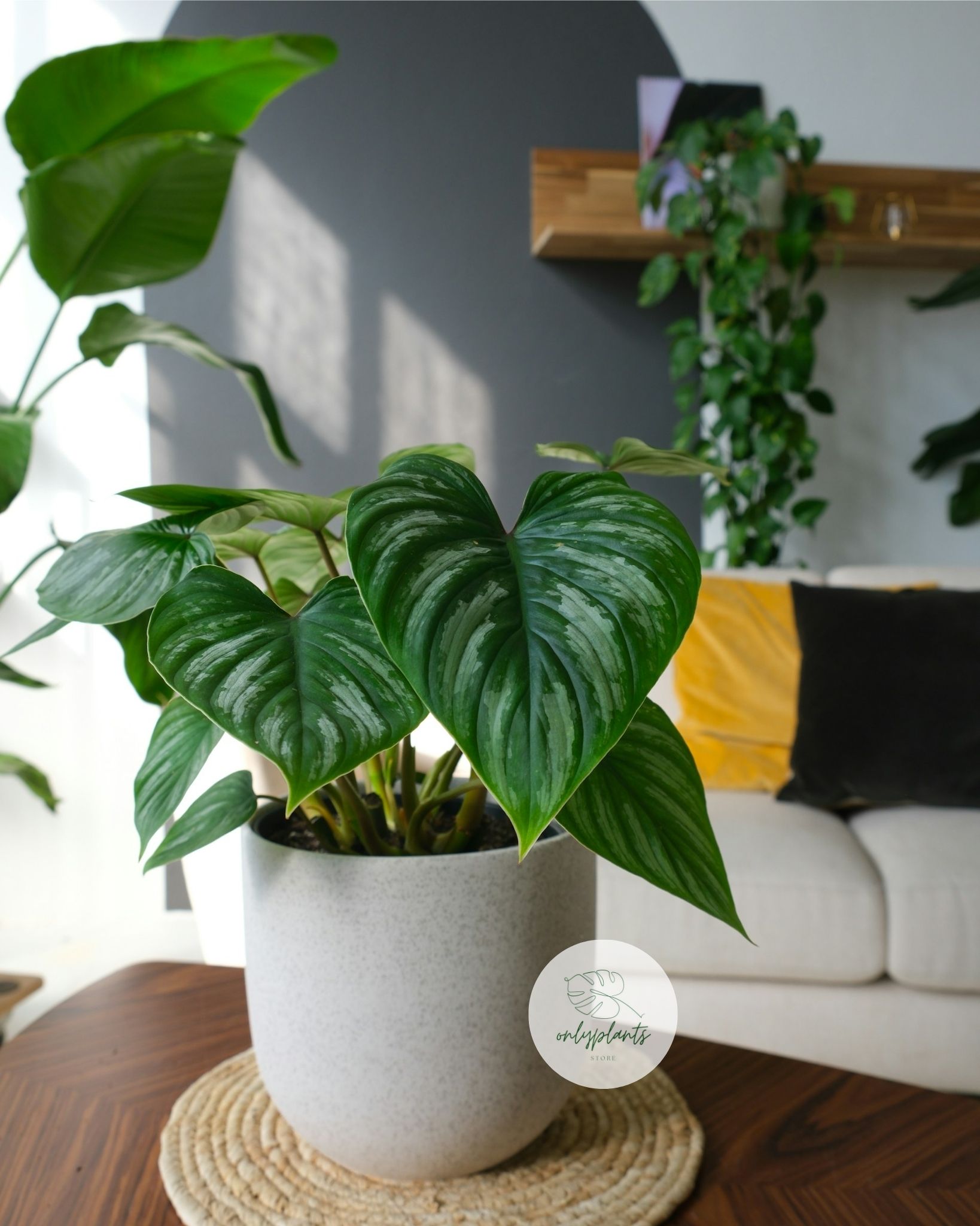 Philodendron Mamei không phải là loài chịu hạn tốt, nhưng tưới thiếu một chút vẫn tốt hơn là tưới quá nhiều - OnlyPlants VN