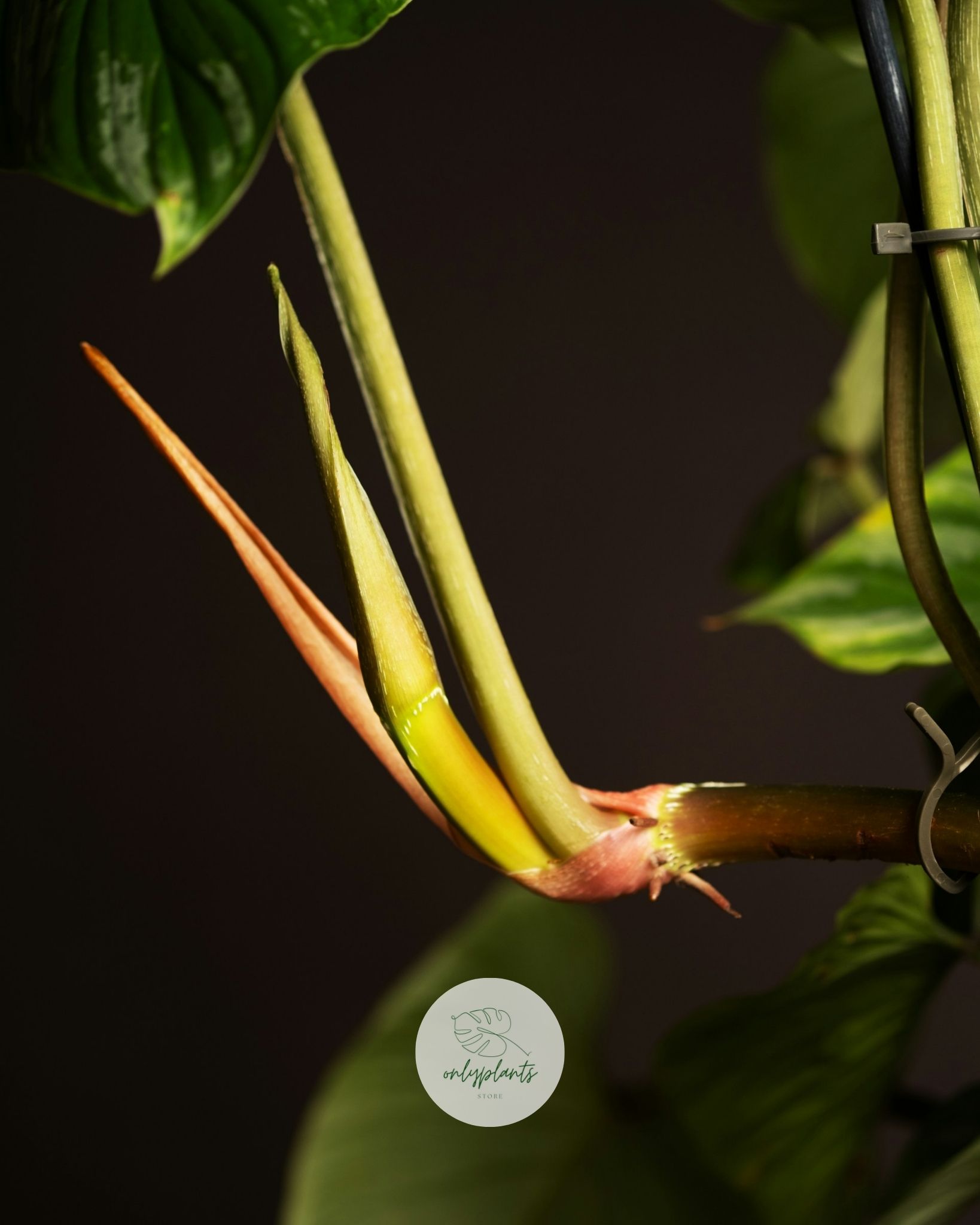 Philodendron Mamei có tốc độ phát triển từ trung bình đến nhanh - OnlyPlants VN