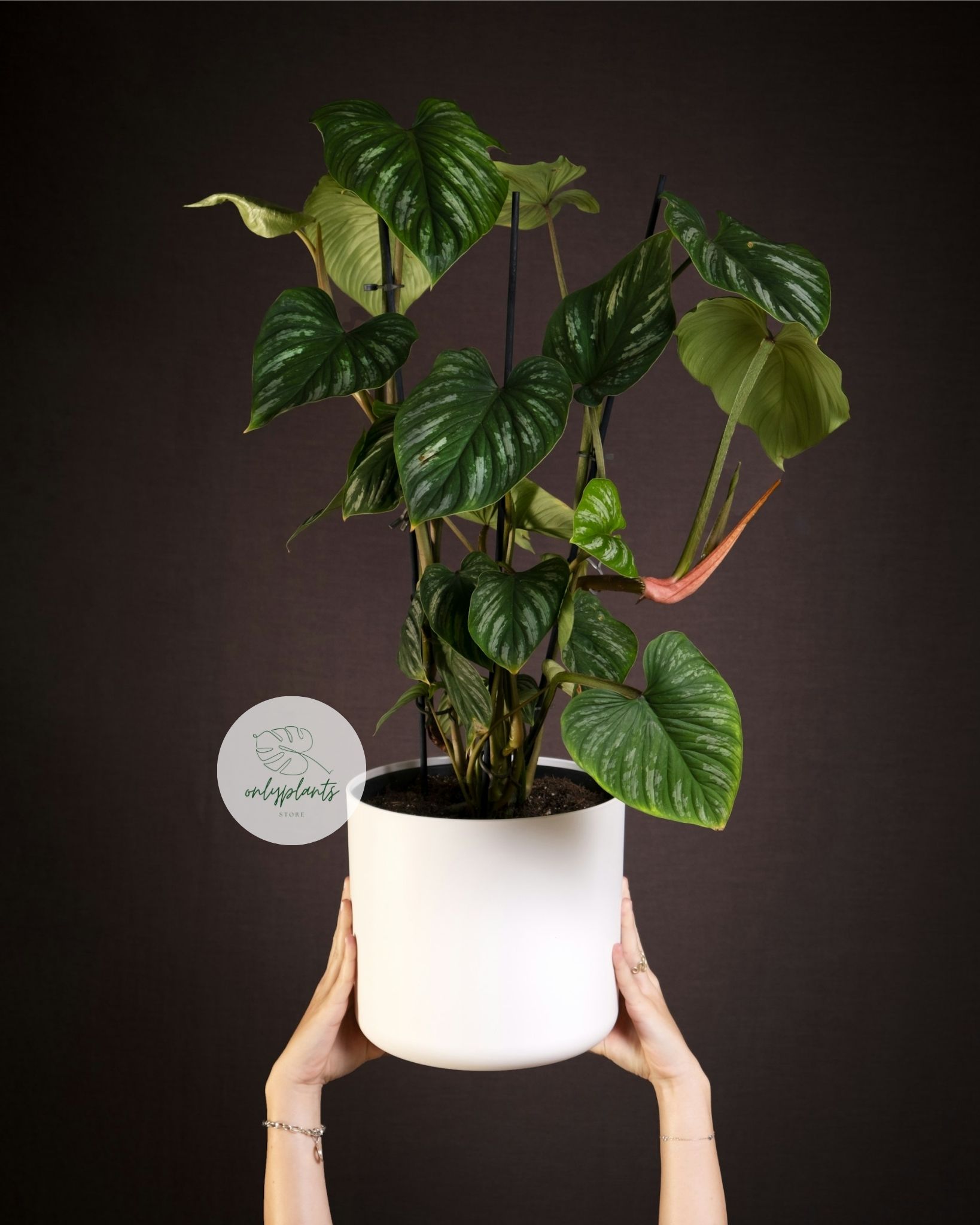 Trong tự nhiên, Philodendron Mamei có thói quen bò lan trên mặt đất, nhưng khi trồng trong nhà, bạn có thể uốn cây leo lên cột rêu hoặc giàn để tạo điểm nhấn - OnlyPlants VN