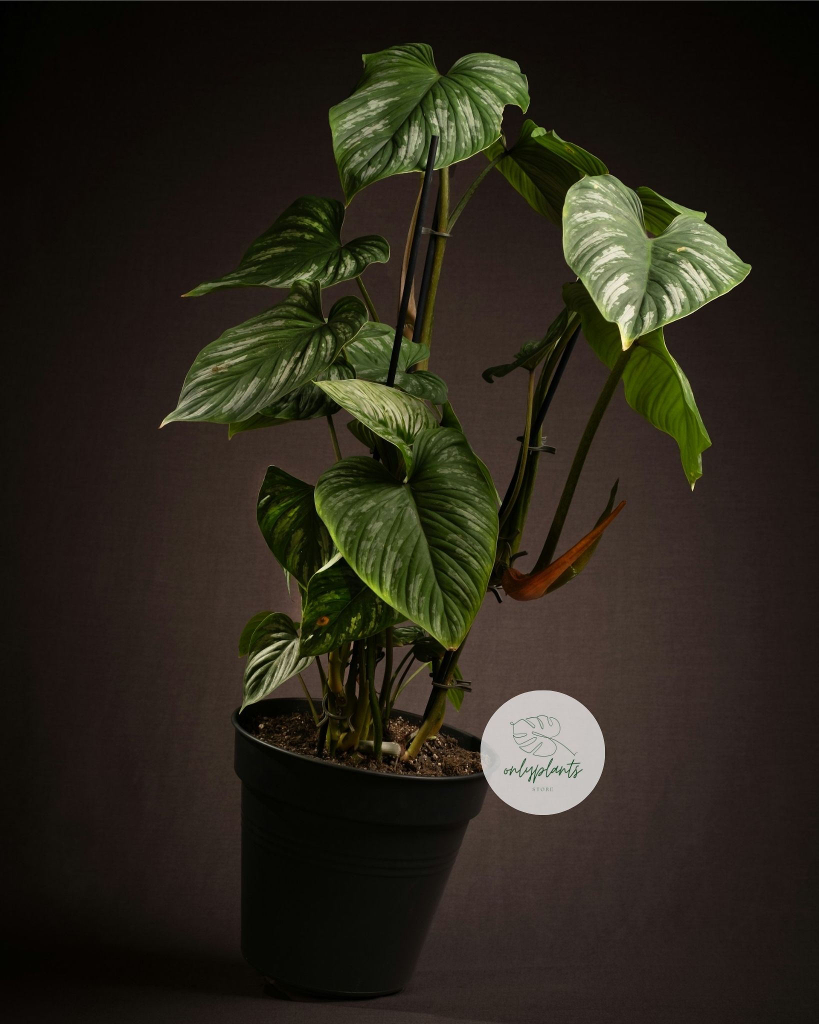 Philodendron Mamei hiếm khi gặp phải sâu bệnh, nhưng việc giữ độ ẩm cao có thể dẫn đến sự xuất hiện của ruồi nấm và nhện đỏ - OnlyPlants VN