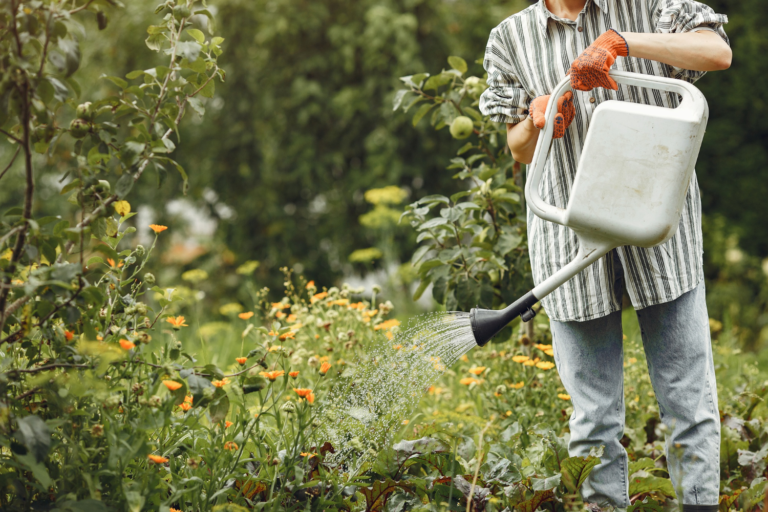 Hòa loãng tưới hoặc rải quanh gốc, không bón sát gốc tránh gây cháy rễ - OnlyPlants VN